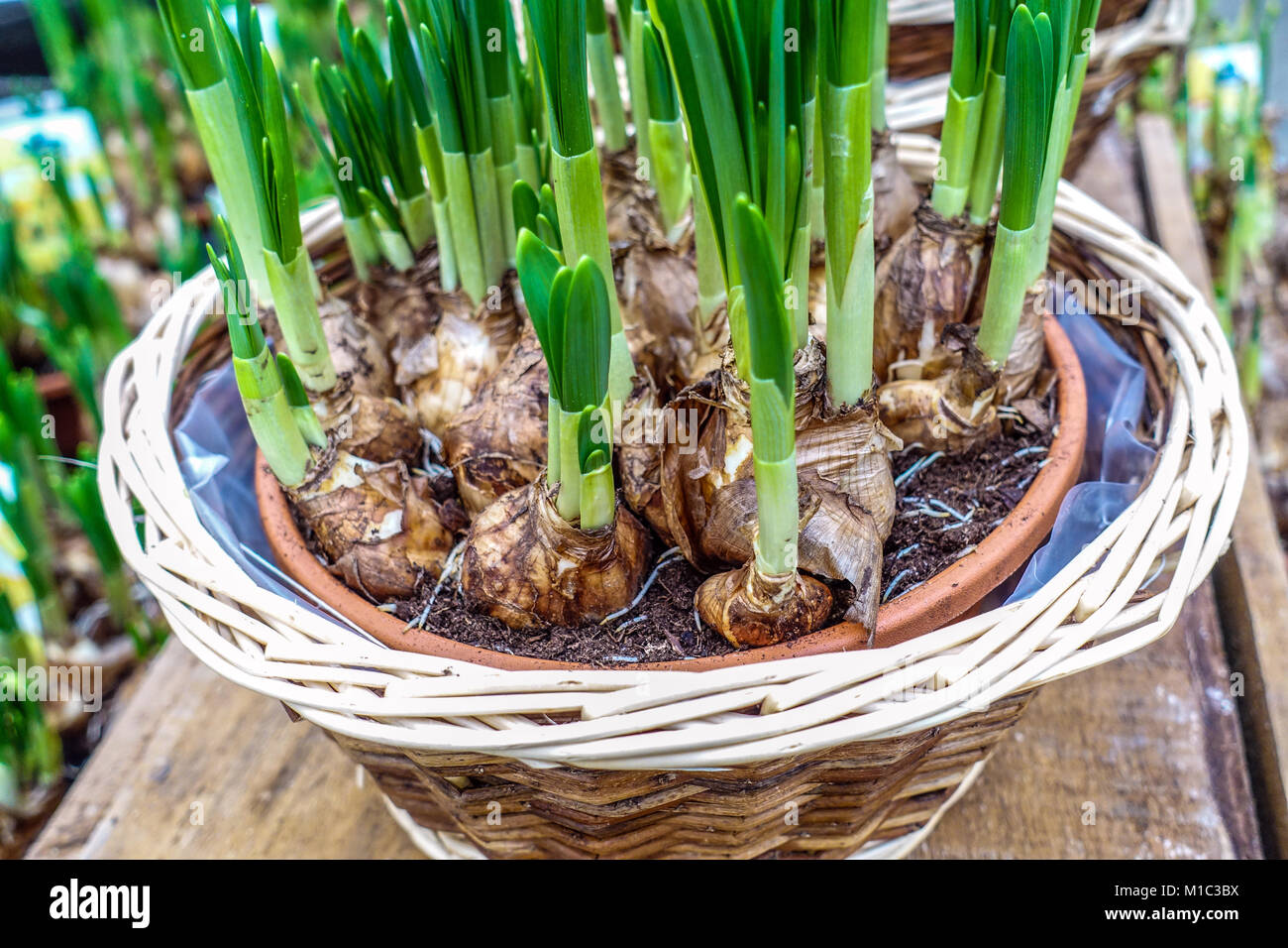 I bulbi di daffodils in erba nel cestino della pentola Foto Stock