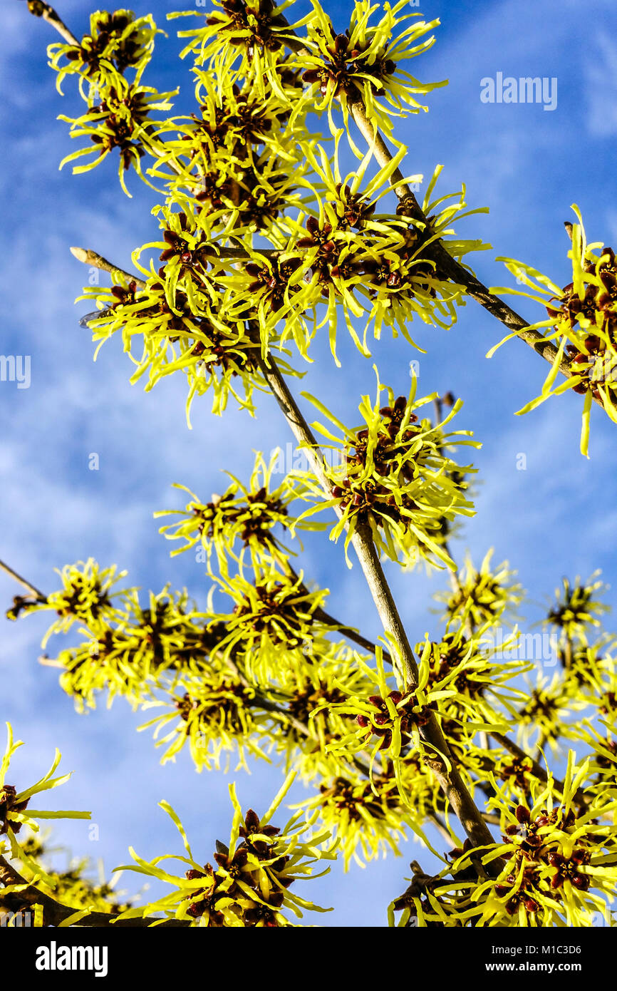 Strega albero di nocciolo Hamamelis x intermedia Westerstede fiorisce su un ramo, fiori invernali nel mese di gennaio Foto Stock