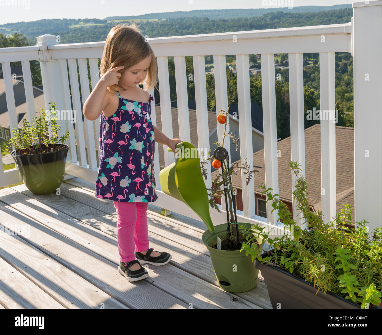Piccolo bimbo ragazza sul ponte di legno di pomodori di irrigazione Foto Stock