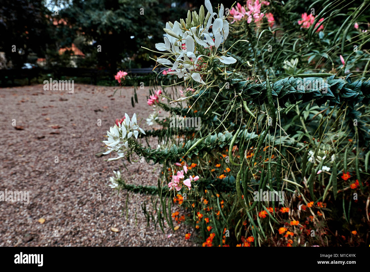 Luminoso colorato giardino botanico di fiori in autunno, l'Europa. Foto Stock