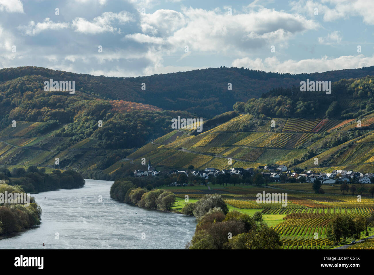 Valle di Mosel e vigneti a Brauneberg e Kesten, Germania Foto Stock