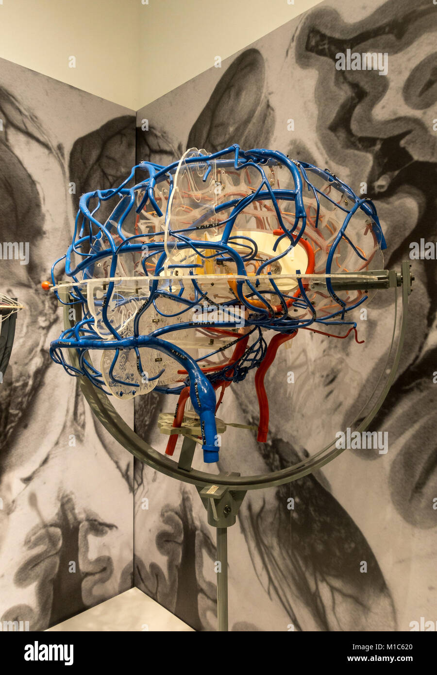 Vaso cerebrale modello (c 1950) dall'Karl-Ernst Koch laboratorio scientifico, il museo nazionale della salute e della medicina, Silver Spring, MD, Stati Uniti d'America. Foto Stock