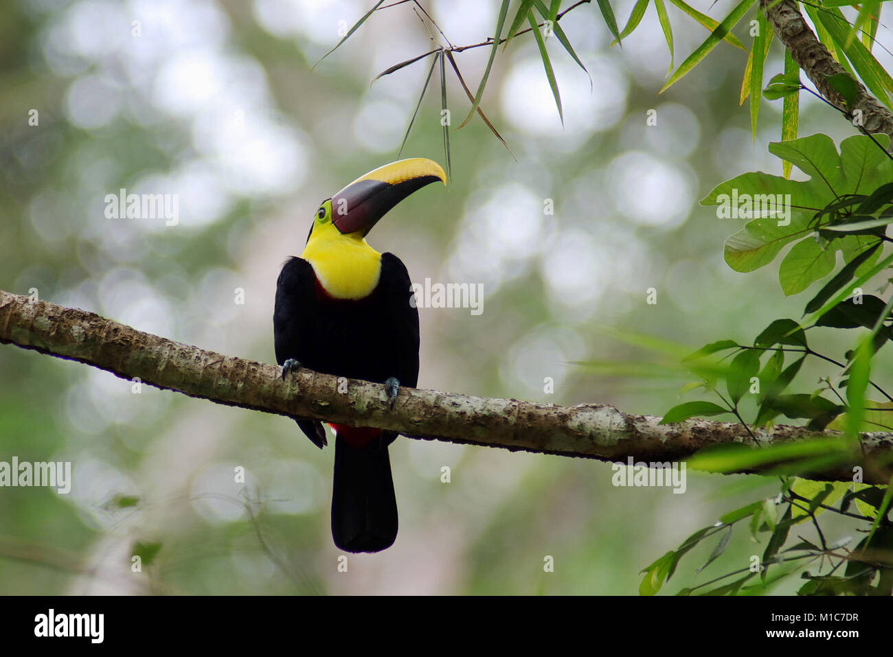 Chestnut Mandibled Toucan (Ramphastos swainsonii) seduto in una struttura ad albero nella giungla di Tarcoles, sulla costa del Pacifico di Costa Rica Foto Stock