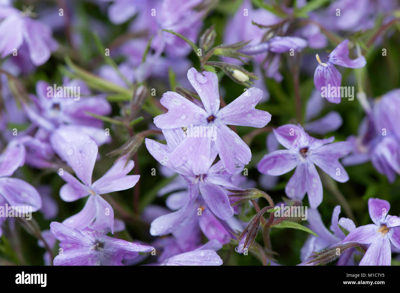 Close-up di blu phlox woodland Foto Stock