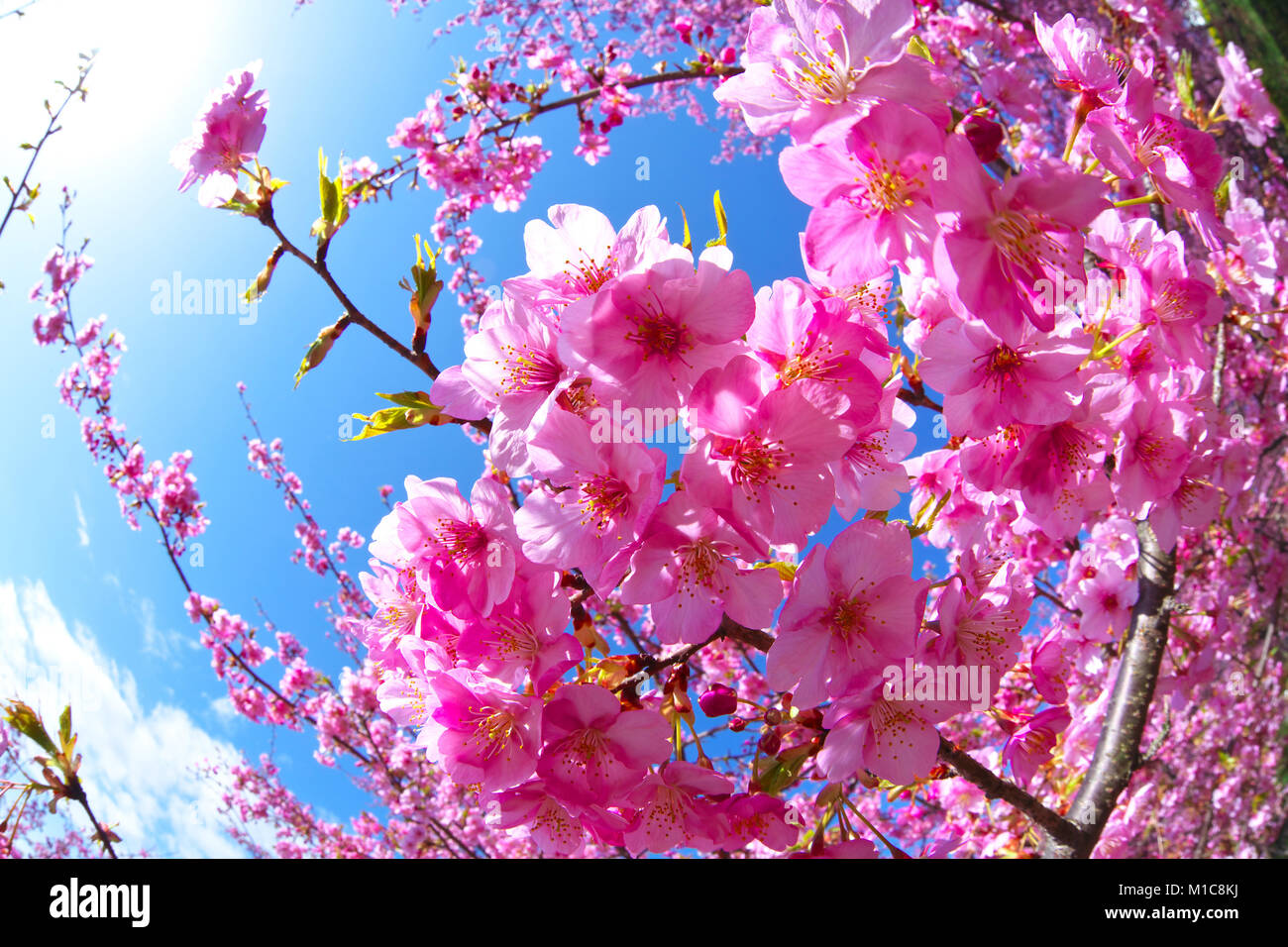 Kawazu fiori di ciliegio, Giappone Foto Stock