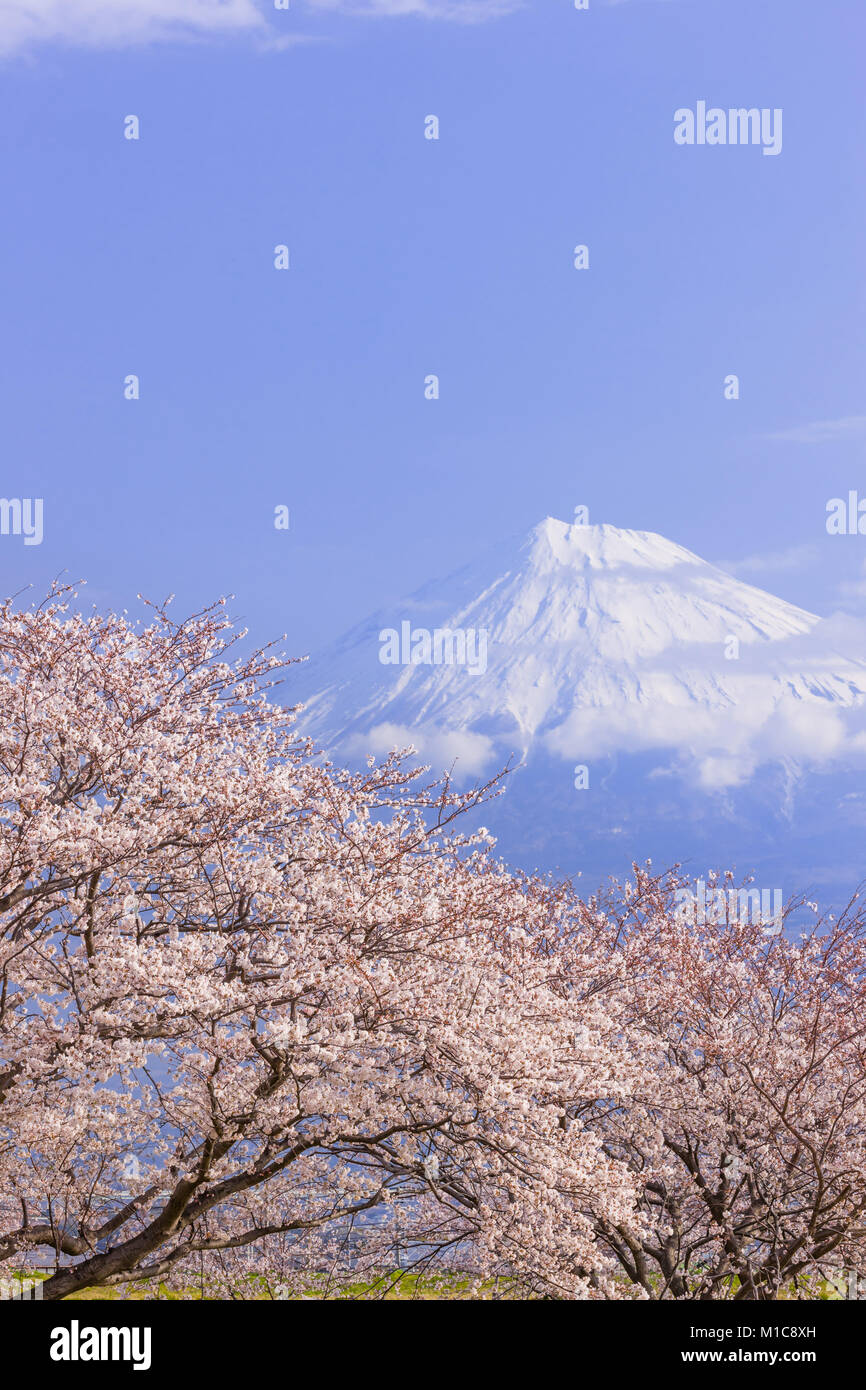 Il monte Fuji e fiori di ciliegio, Prefettura di Shizuoka, Giappone Foto Stock