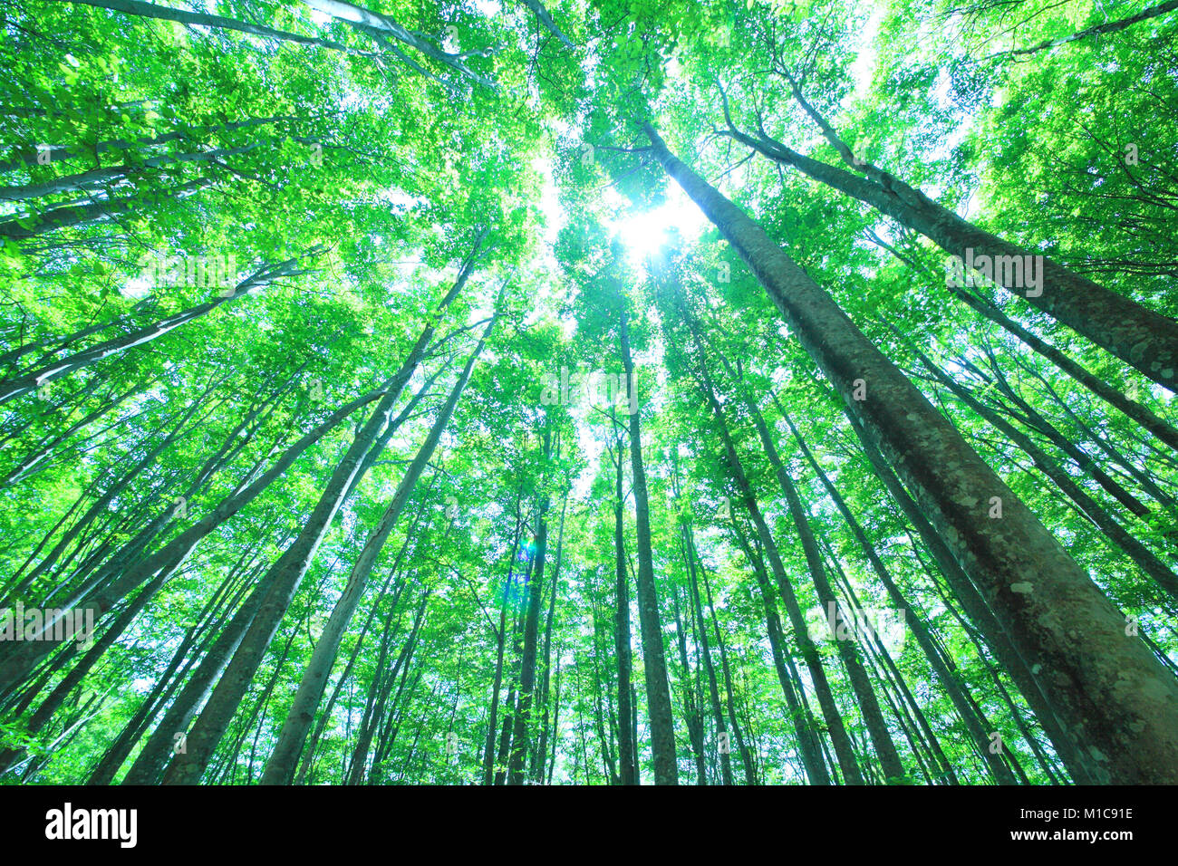 Verde bosco, Giappone Foto Stock