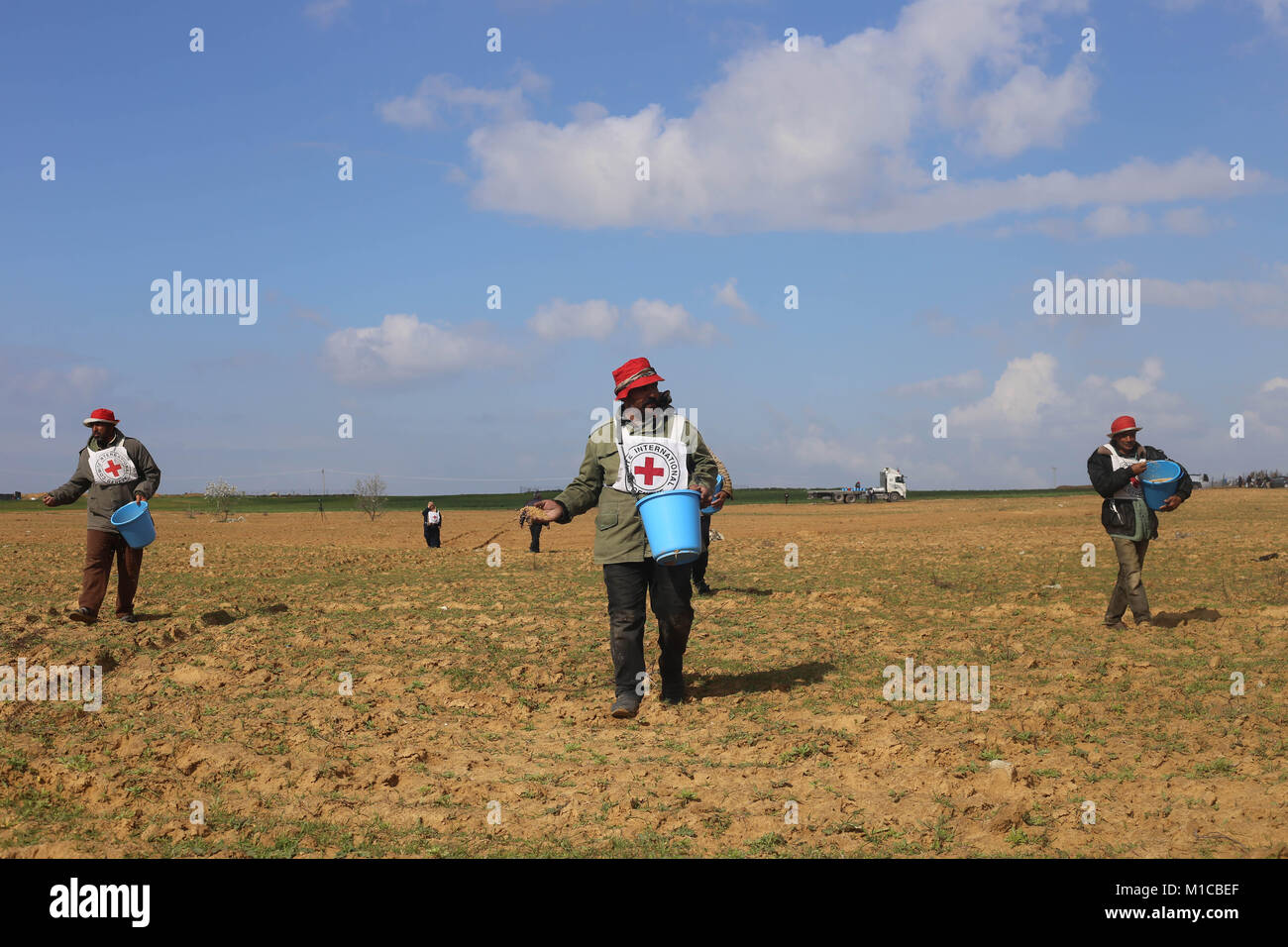 La striscia di Gaza. 29 gen, 2018. Agricoltori palestinesi coltivare le loro aziende agricole con la guida dal Comitato internazionale della Croce Rossa (CICR) nel sud della striscia di Gaza città di Rafah, il Jan 29, 2018. Credito: Khaled Omar/Xinhua/Alamy Live News Foto Stock