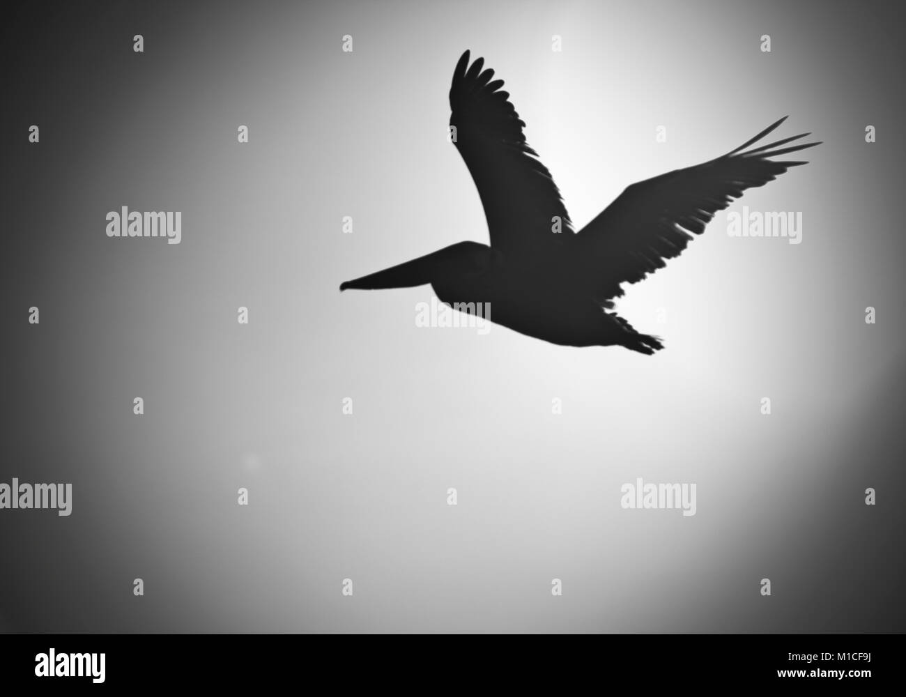 Huntington Beach, California, Stati Uniti d'America. Xiii oct, 2012. Un pellicano marrone in corrispondenza di zone umide di riserva. Bolsa Chica riserva ecologica è una riserva naturale nella città di Huntington Beach. Esso è designato dal dipartimento della California di pesce e di selvaggina per proteggere una zona umida costiera, con i suoi residenti e minacciate specie in via di estinzione. ''Bolsa Chica'', ''piccolo sacchetto'' in spagnolo. Delimitato su di un lato da Pacific Coast Highway e campi petroliferi e case di altri, la riserva è un 300 acri santuario costiero per la fauna selvatica e gli uccelli migratori. Il sito è stato storicamente usato per il petrolio e il gas naturale producti Foto Stock