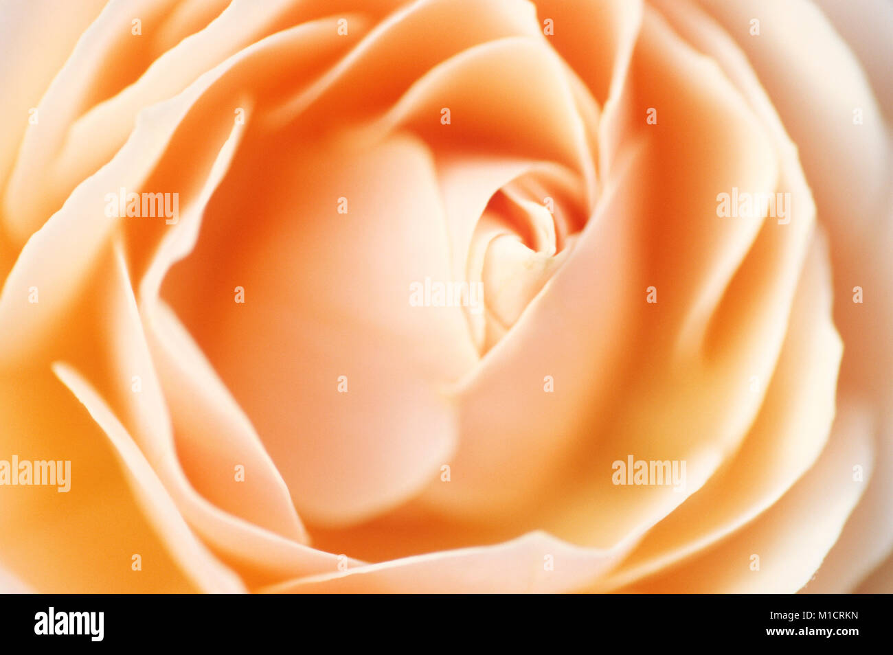 Giardino Rose, blossom dettaglio | Rose, Bluetendetail Foto Stock