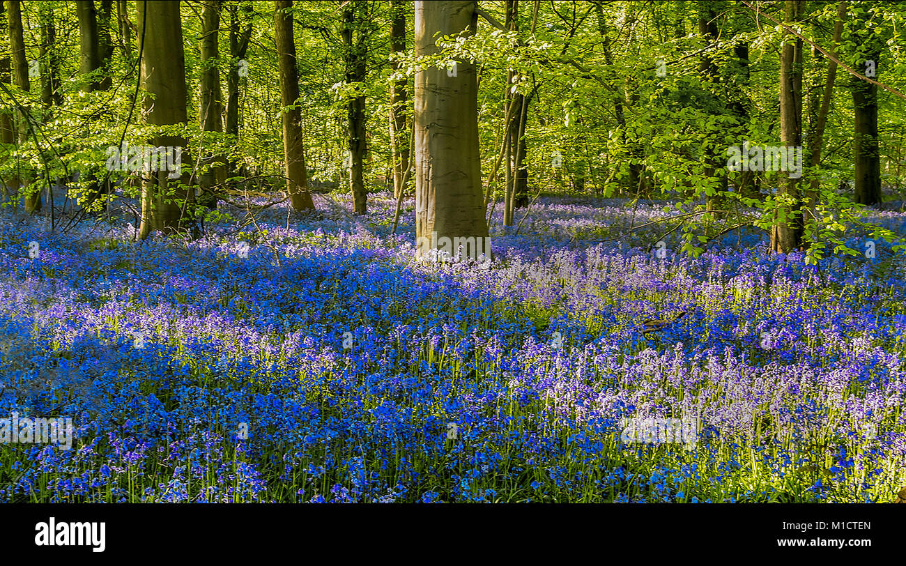 Bluebells crescere in un bosco frondoso in sole luminoso Staffordshire Inghilterra uk Foto Stock