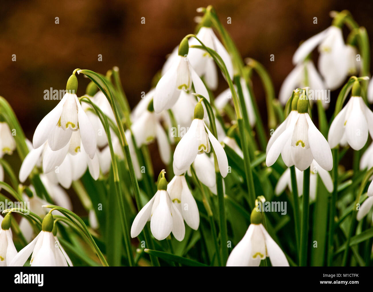 Snowdrops (Amaryllidaceae) indicano il benvenuto prima segni di primavera Foto Stock