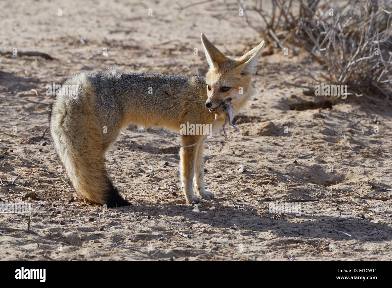 Capo volpe (Vulpes vulpes chama), femmina adulta fox alimentazione su un roditore, la luce del mattino, Kgalagadi Parco transfrontaliero, Northern Cape, Sud Africa e Africa Foto Stock