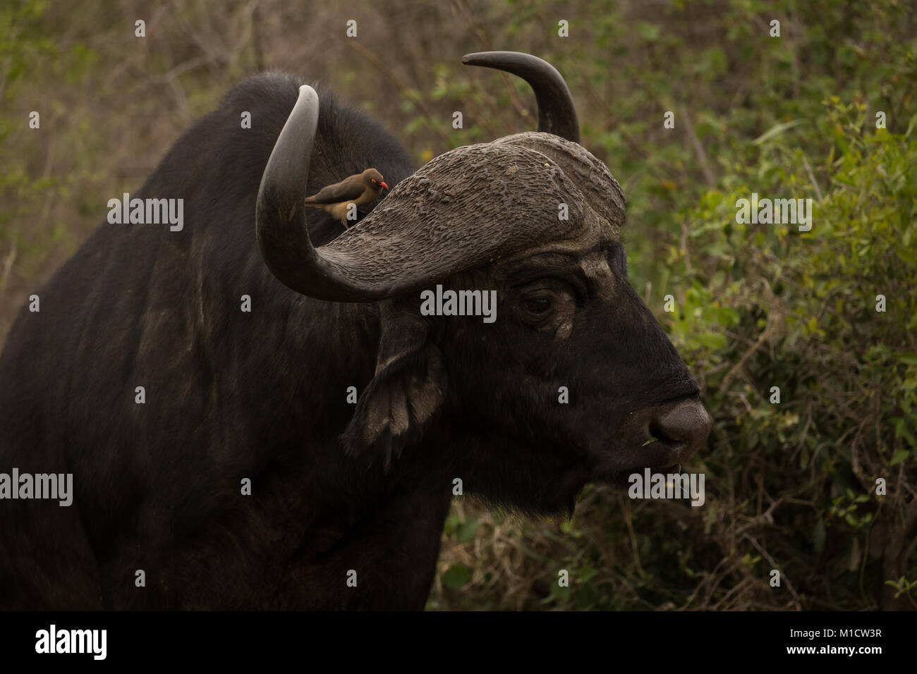 Close-up di bufalo selvatico nel parco di safari Foto Stock