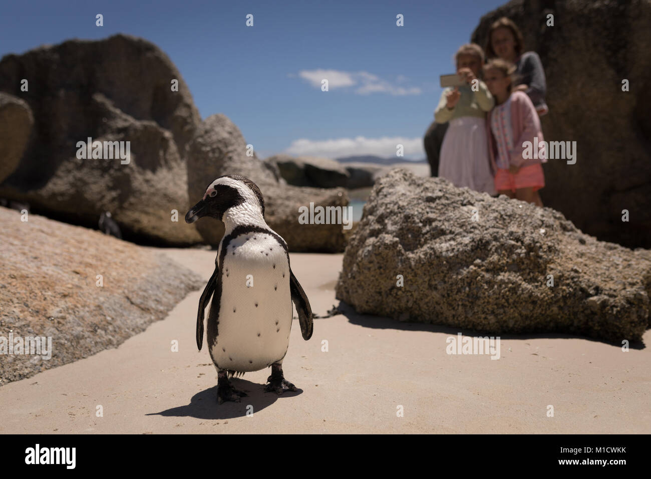 I fratelli di scattare una foto del pinguino in spiaggia Foto Stock
