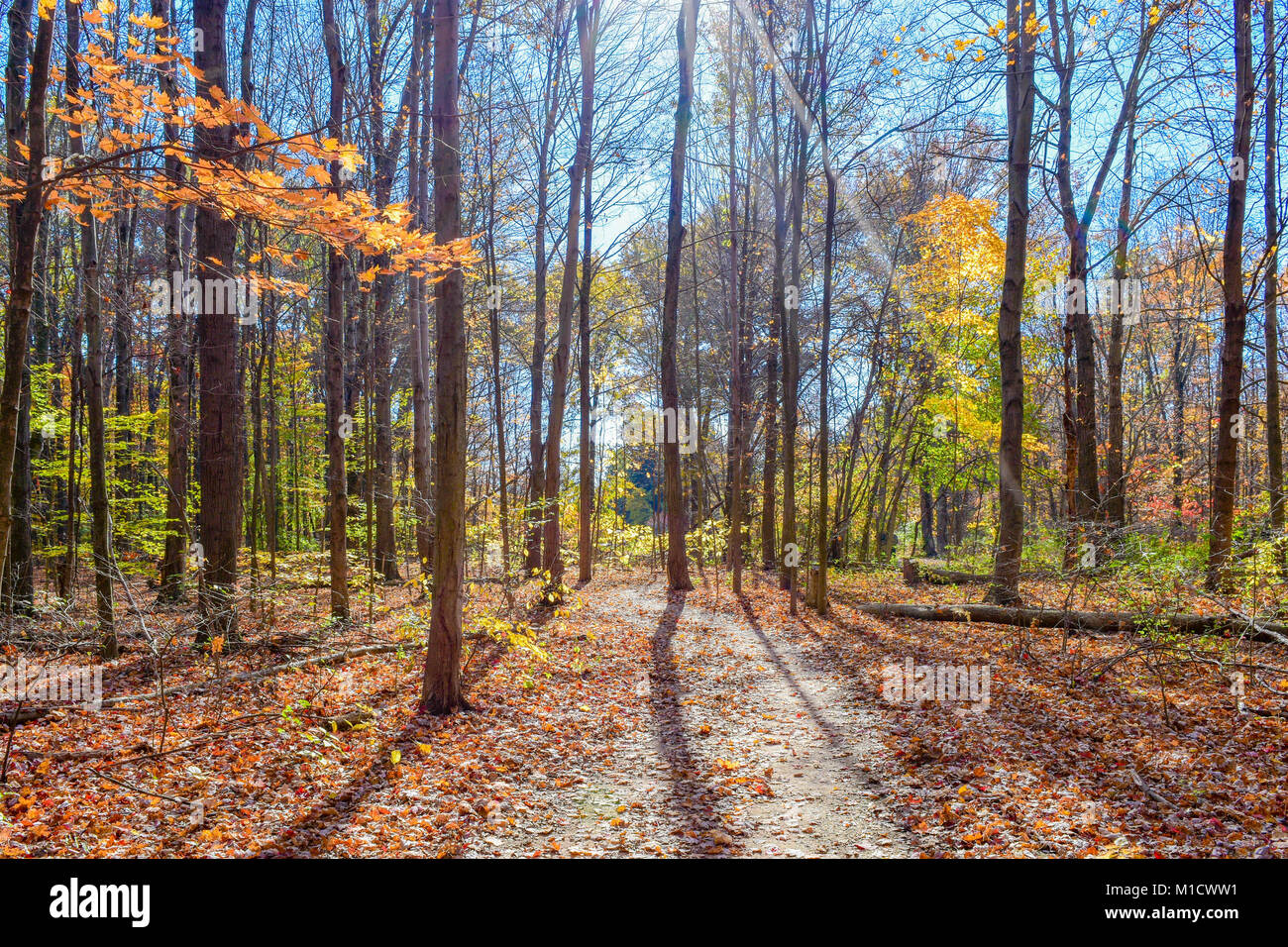 Sunbeam attraverso i boschi brilla su di un sentiero natura e illumina gli alberi e la caduta delle foglie. Foto Stock