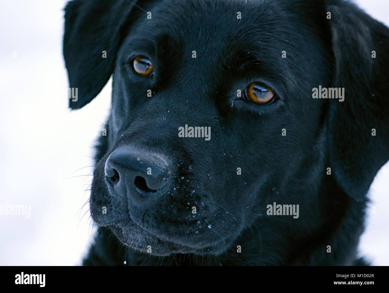 Un ritratto di un bellissimo labrador nero guardando il proprietario durante la riproduzione nella neve Foto Stock
