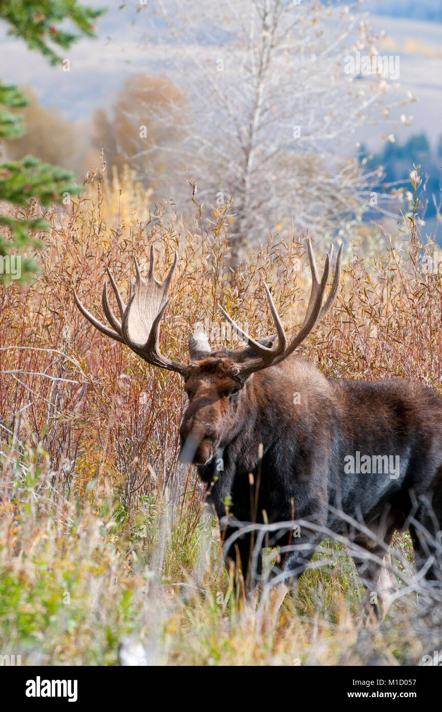 Trofeo bull moose (Alces alces) nel Parco Nazionale di Grand Teton, Wyoming Foto Stock