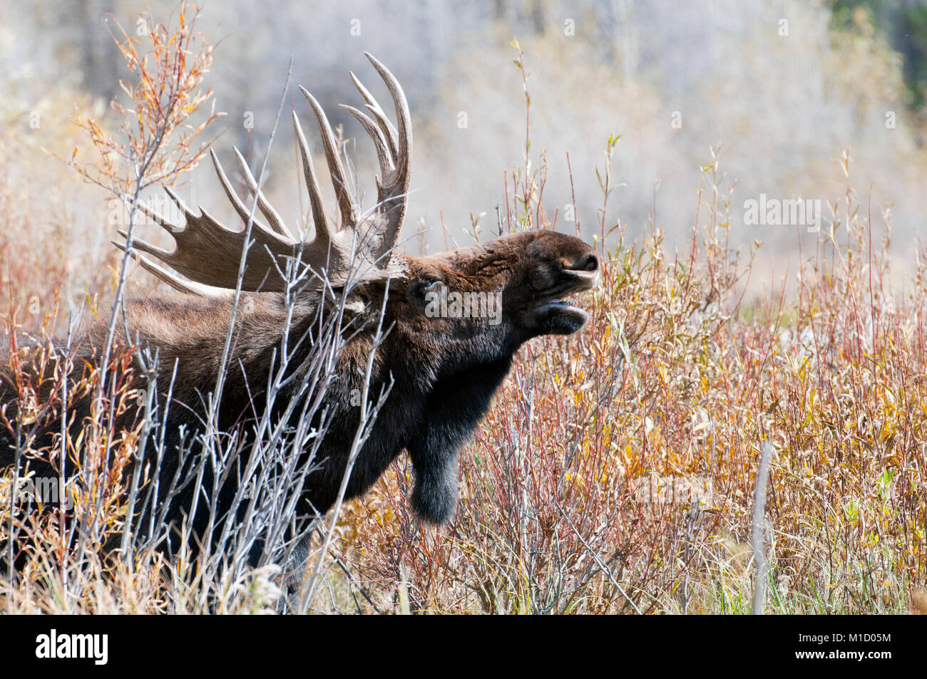 Bull Shiras alci (Alces alces shirasi) in spesse spazzola, Grand Teton National Park, Wyoming Foto Stock