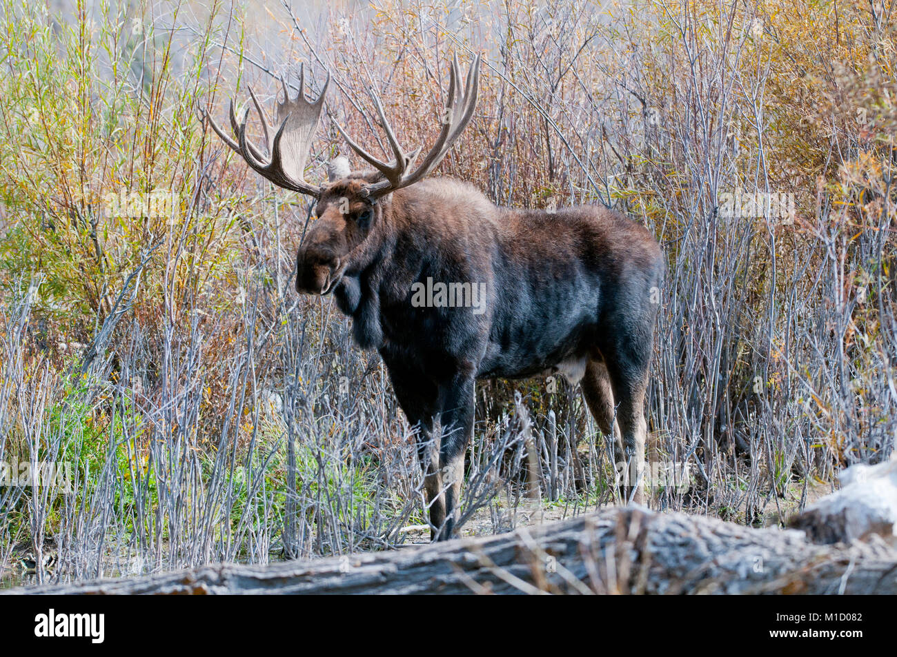 Trofeo bull moose (Alces alces) nel Parco Nazionale di Grand Teton, Wyoming Foto Stock