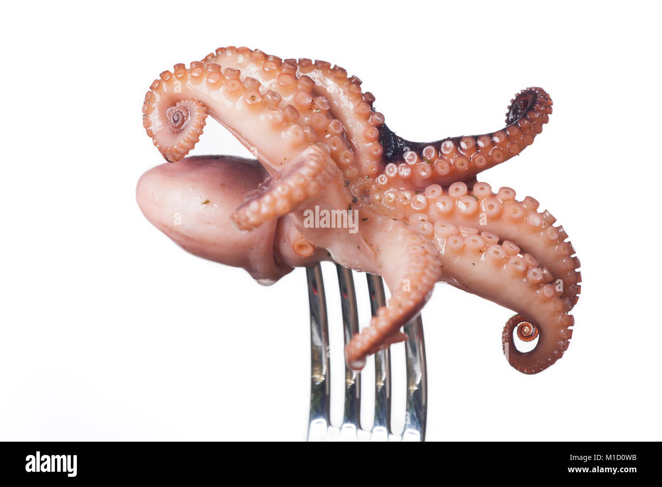 Squid su una forcella su sfondo bianco Foto Stock