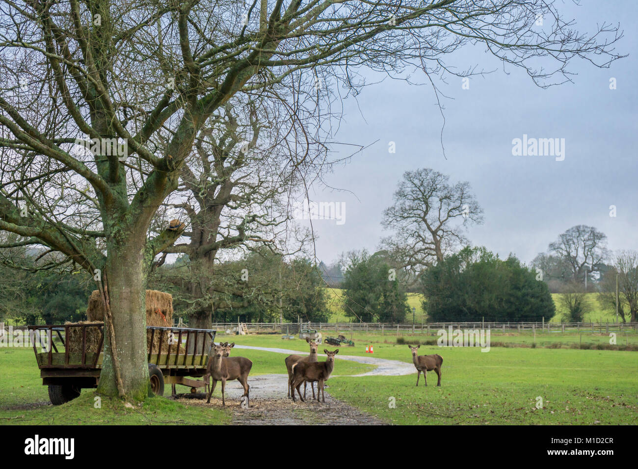 Gruppo di cervo (Cervus elaphus) nel nuovo Parco Nazionale Foreste, Hampshire, Inghilterra, Regno Unito Foto Stock