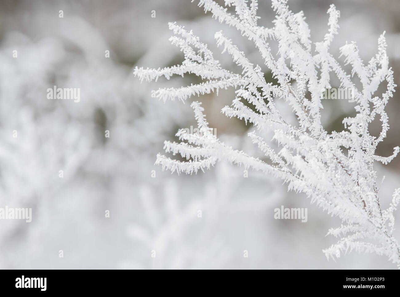 Primo piano di un ramo d'albero ghiacciato ricoperto di neve e cristalli di ghiaccio nella stagione invernale - sfondo naturale del freddo. Foto Stock