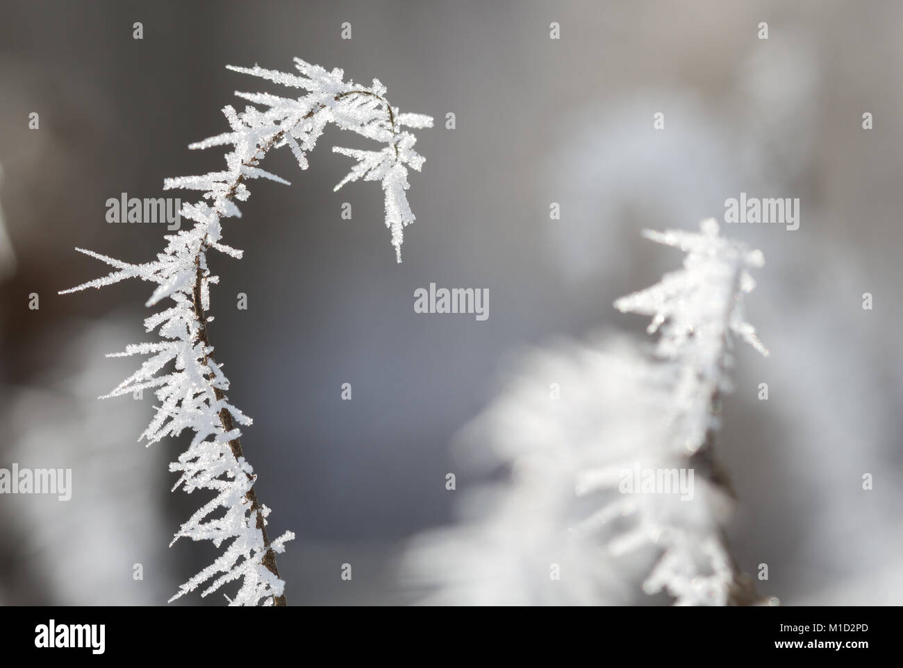 Primo piano di rami smerigliati ricoperti da cristalli di ghiaccio e ghiaccio nella stagione invernale - dettagli astratti naturali. Foto Stock