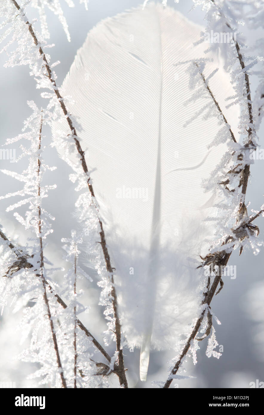 Primo piano di un ramo d'albero ghiacciato ricoperto di neve e cristalli di ghiaccio nella stagione invernale, sfondo naturale del freddo. Foto Stock