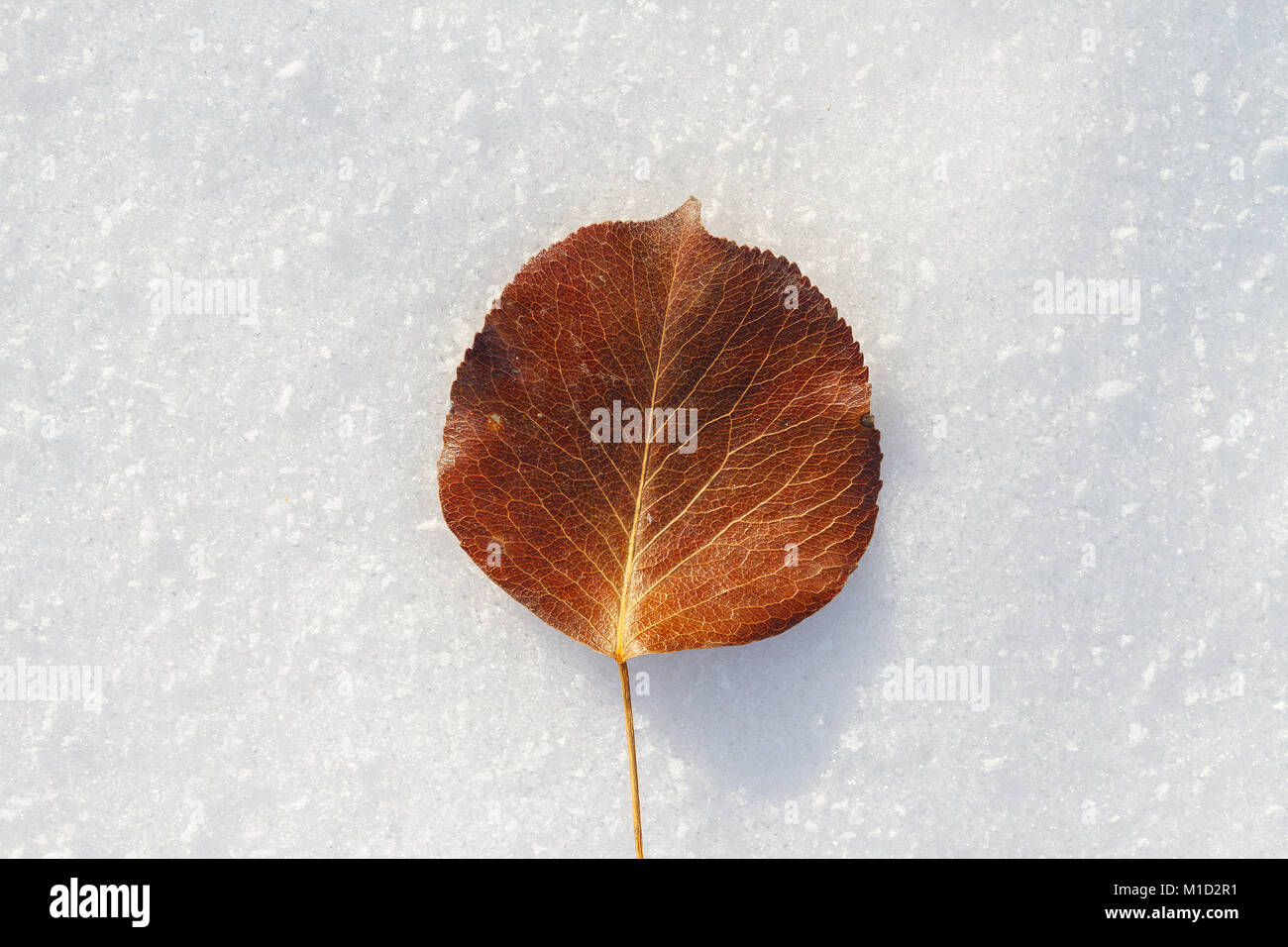 Primo piano di foglie di secco durante il periodo invernale Foto Stock