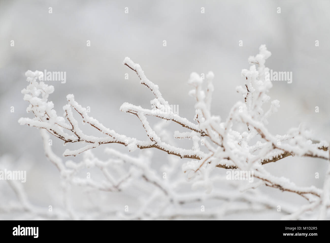 Primo piano di un ramo d'albero ghiacciato ricoperto di neve e cristalli di ghiaccio nella stagione invernale - sfondo naturale del freddo. Foto Stock