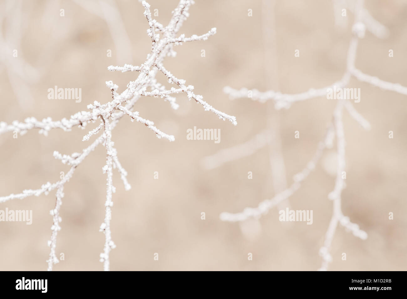 Inverno a rami di alberi Foto Stock