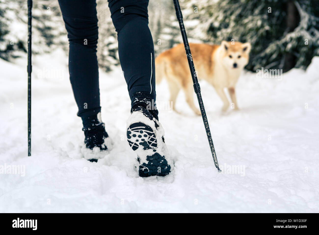 Backpacker femmina escursionismo in bianco inverno boschi con cane akita. Gambe e gli scarponi da trekking. La ricreazione del fitness e uno stile di vita sano all'aperto in natura. M Foto Stock