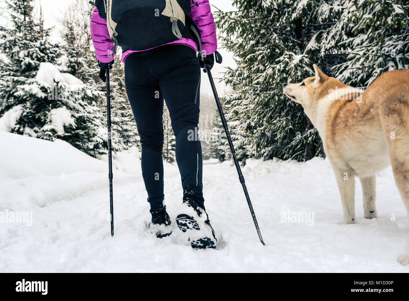 Backpacker femmina escursionismo in bianco inverno boschi con cane akita. Gambe e gli scarponi da trekking. La ricreazione del fitness e uno stile di vita sano all'aperto in natura. M Foto Stock