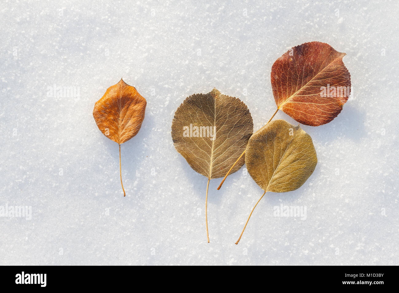 Primo piano di foglie di secco durante il periodo invernale Foto Stock