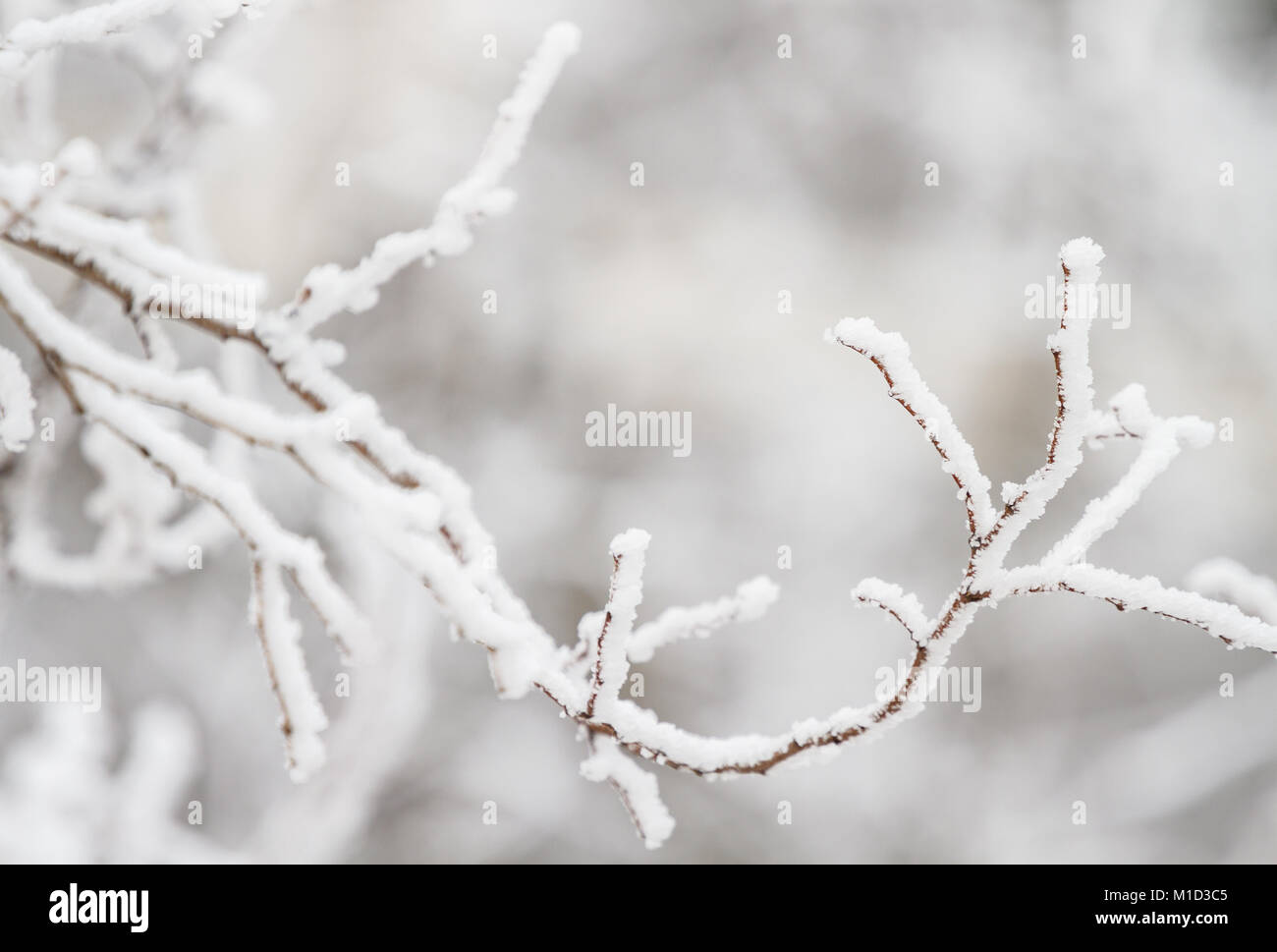 Primo piano di rami smerigliati ricoperti da cristalli di ghiaccio e parrucchiere nella stagione invernale: Dettagli astratti naturali. Foto Stock