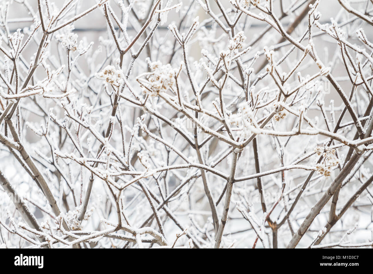 Primo piano di rami smerigliati ricoperti da cristalli di ghiaccio e parrucchiere nella stagione invernale: Dettagli astratti naturali. Foto Stock