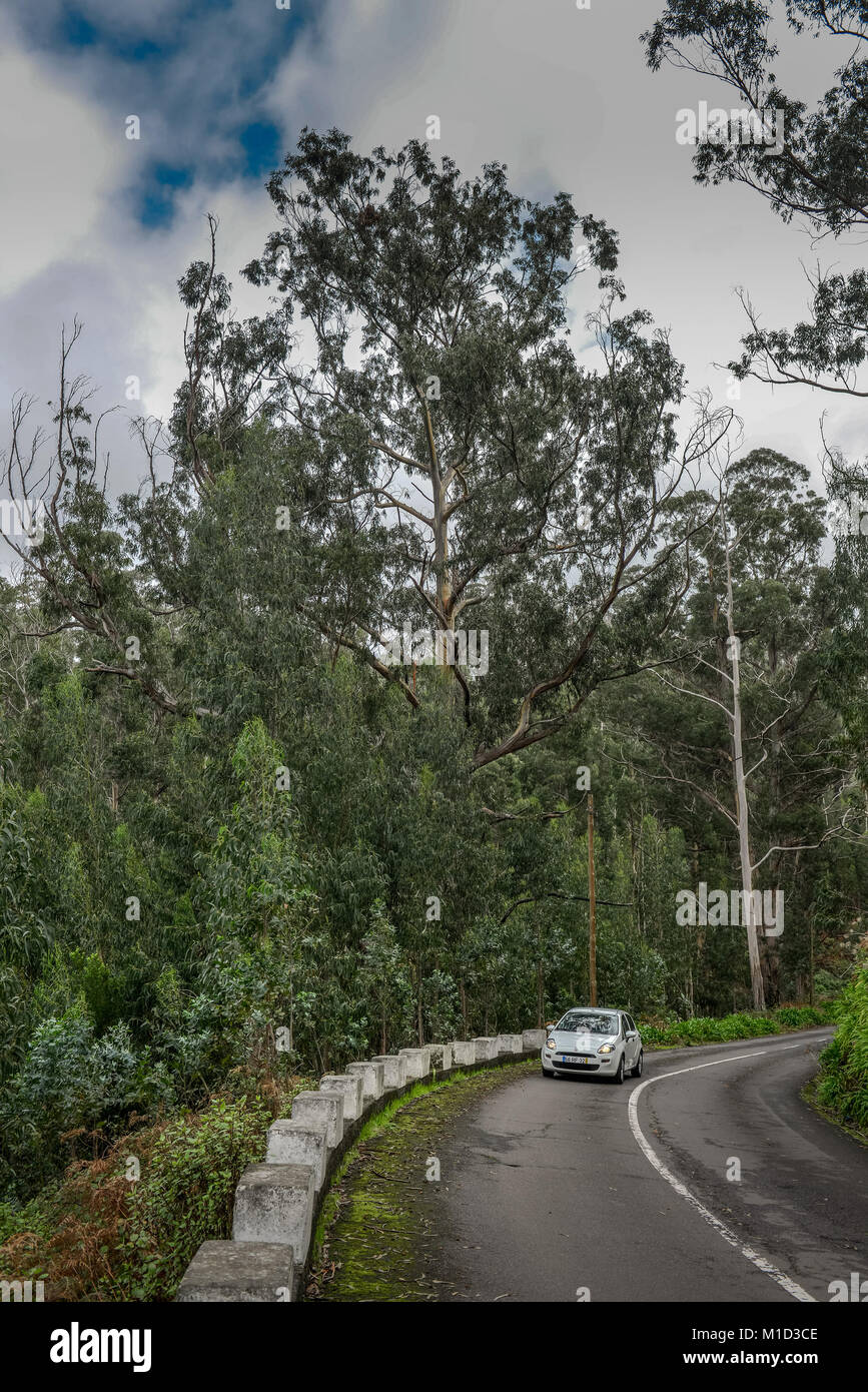 Foresta di eucalipti vicino Achadas da Cruz, Madeira, Portogallo, Eukalyptuswald bei Achadas da Cruz Foto Stock