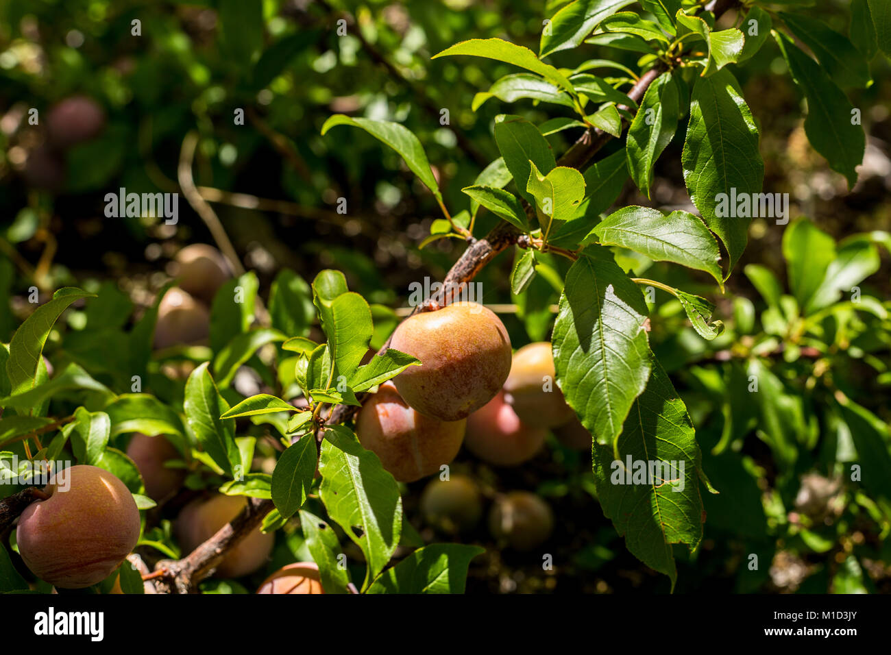 Le prugne crescente sul cortile posteriore albero Foto Stock