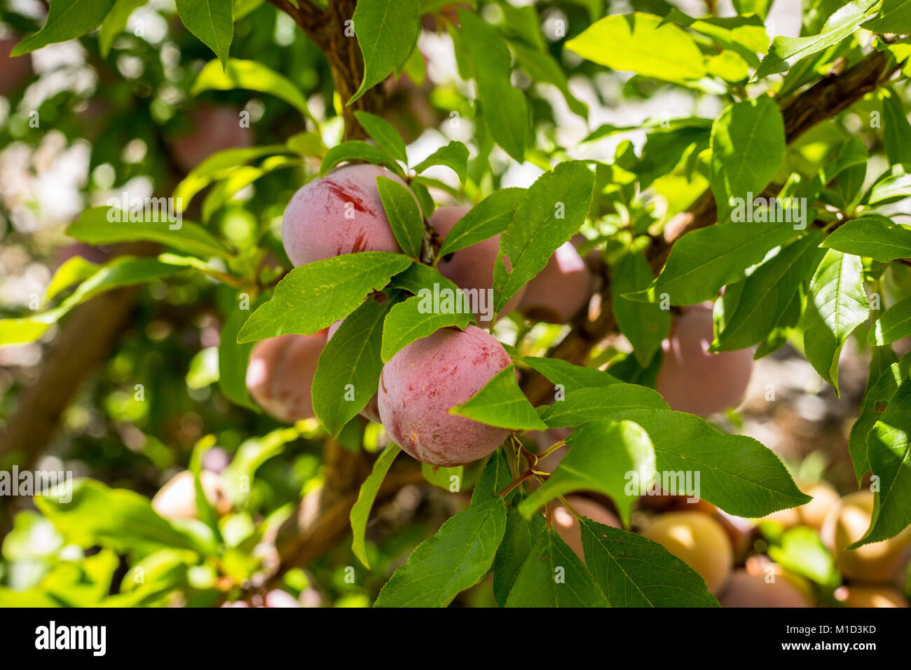 Le prugne crescente sul cortile posteriore albero Foto Stock