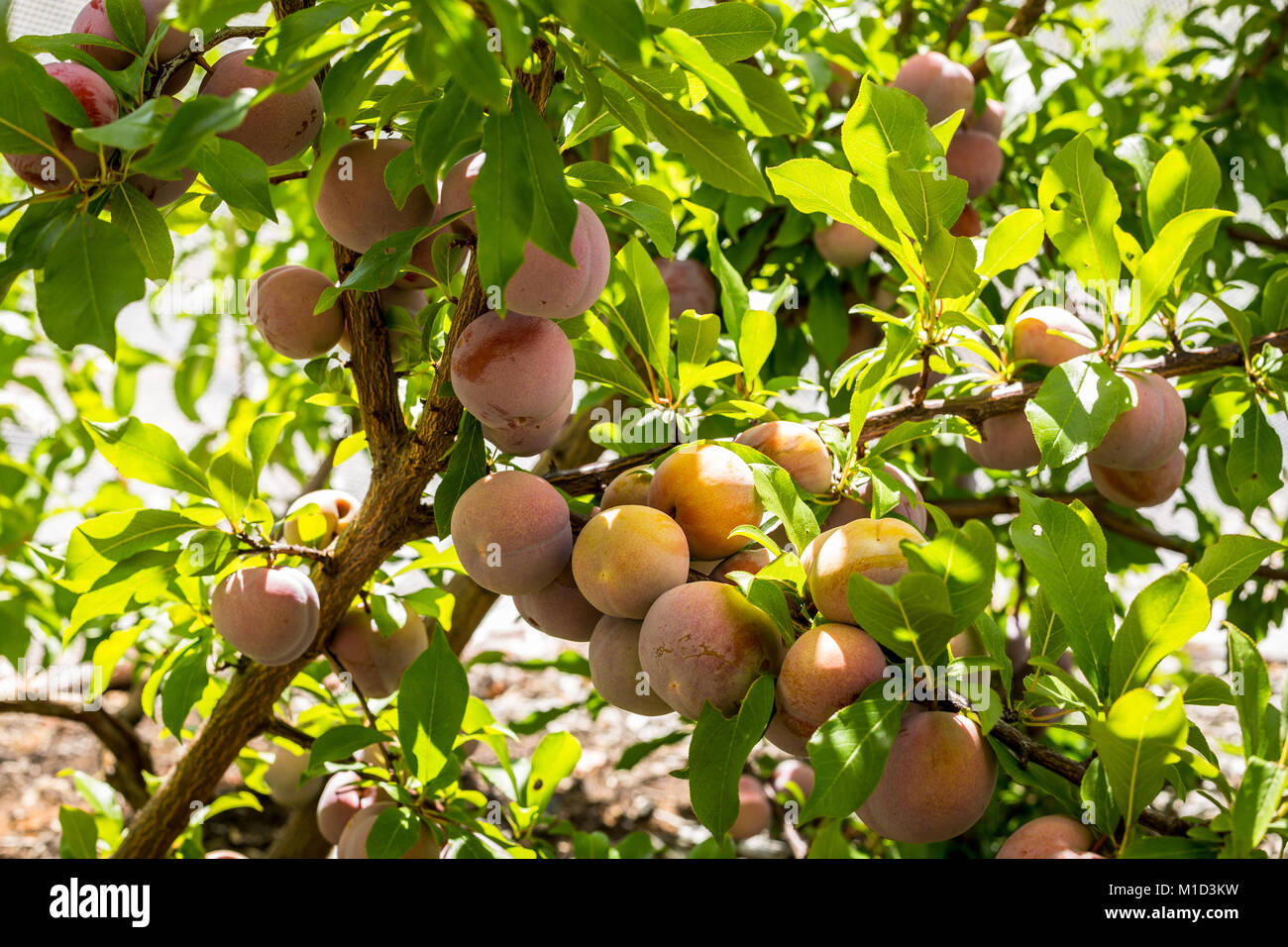 Le prugne crescente sul cortile posteriore albero Foto Stock