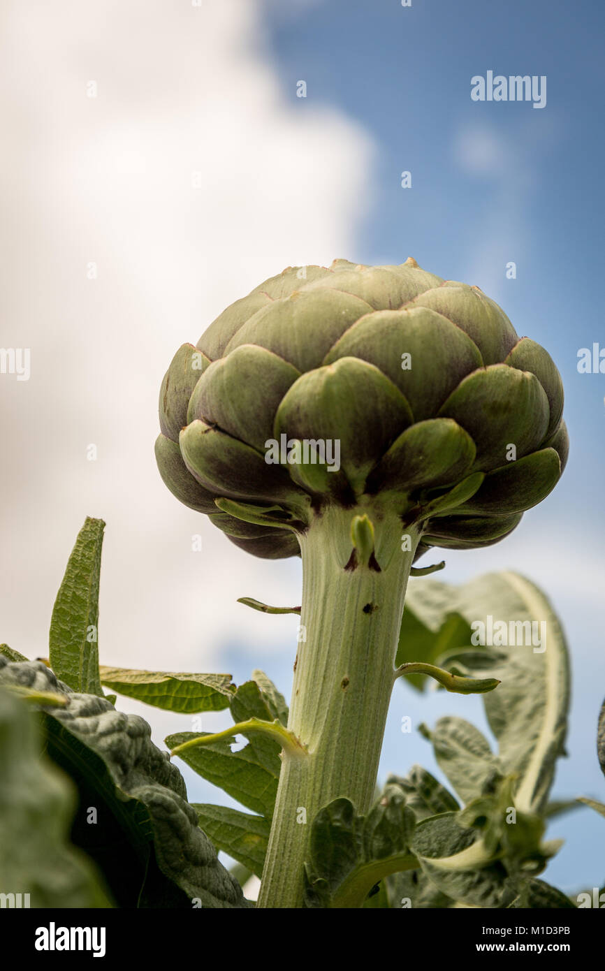 Altezza di carciofi con sfondo con cielo nuvoloso Foto Stock