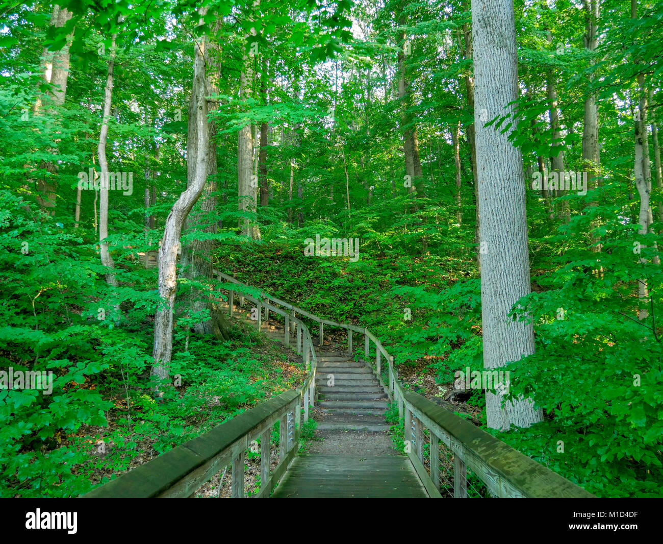 Il Boardwalk e scale. Warren boschi del Parco Statale, Michigan. Foto Stock