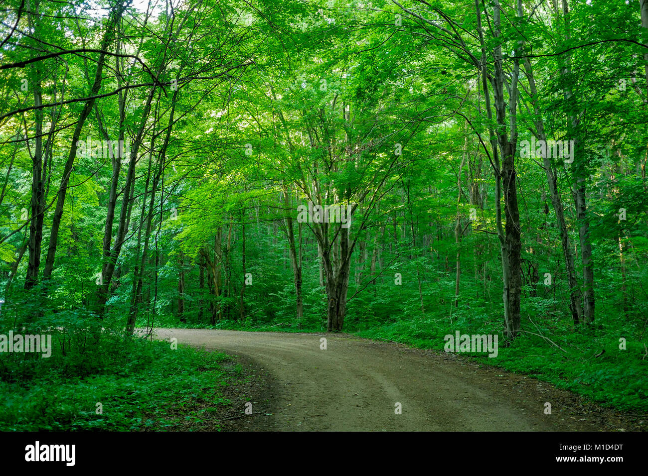 Strada sterrata attraverso la foresta. Warren boschi del Parco Statale, Michigan. Foto Stock