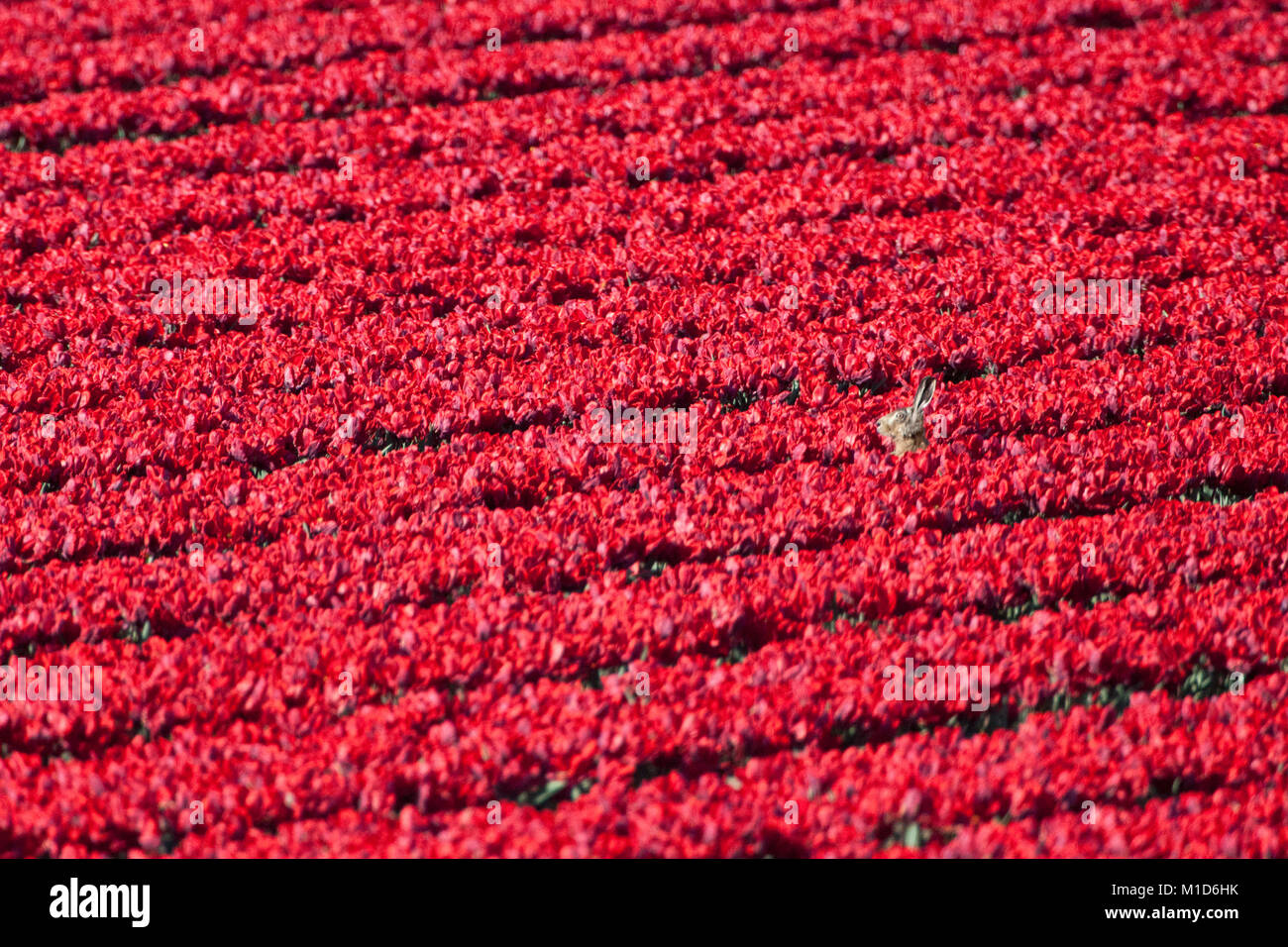 I Paesi Bassi, Oterleek, lepre in campo di tulipani. Foto Stock