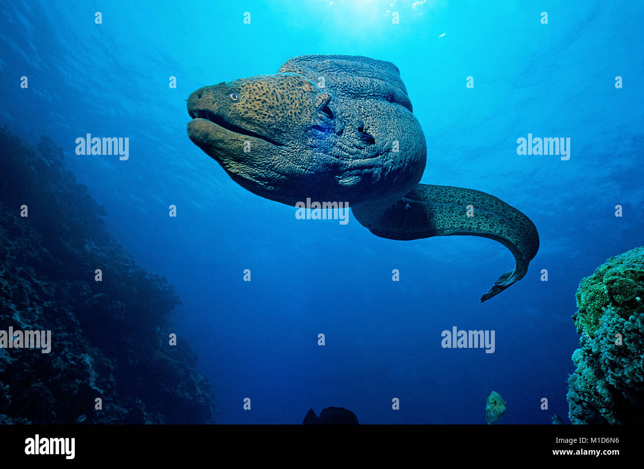 Murena Gigante (Gymnothorax javanicus), nuoto libero, isole delle Maldive, Oceano Indiano, Asia Foto Stock