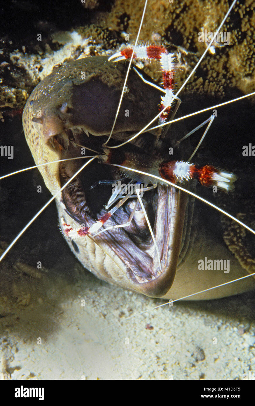 La stazione di pulizia, nastrati Coral Gamberetti (Stenopus hispidus) pulisce una murena gigante (Gymnothorax javanicus), isole delle Maldive, Oceano Indiano, Asia Foto Stock