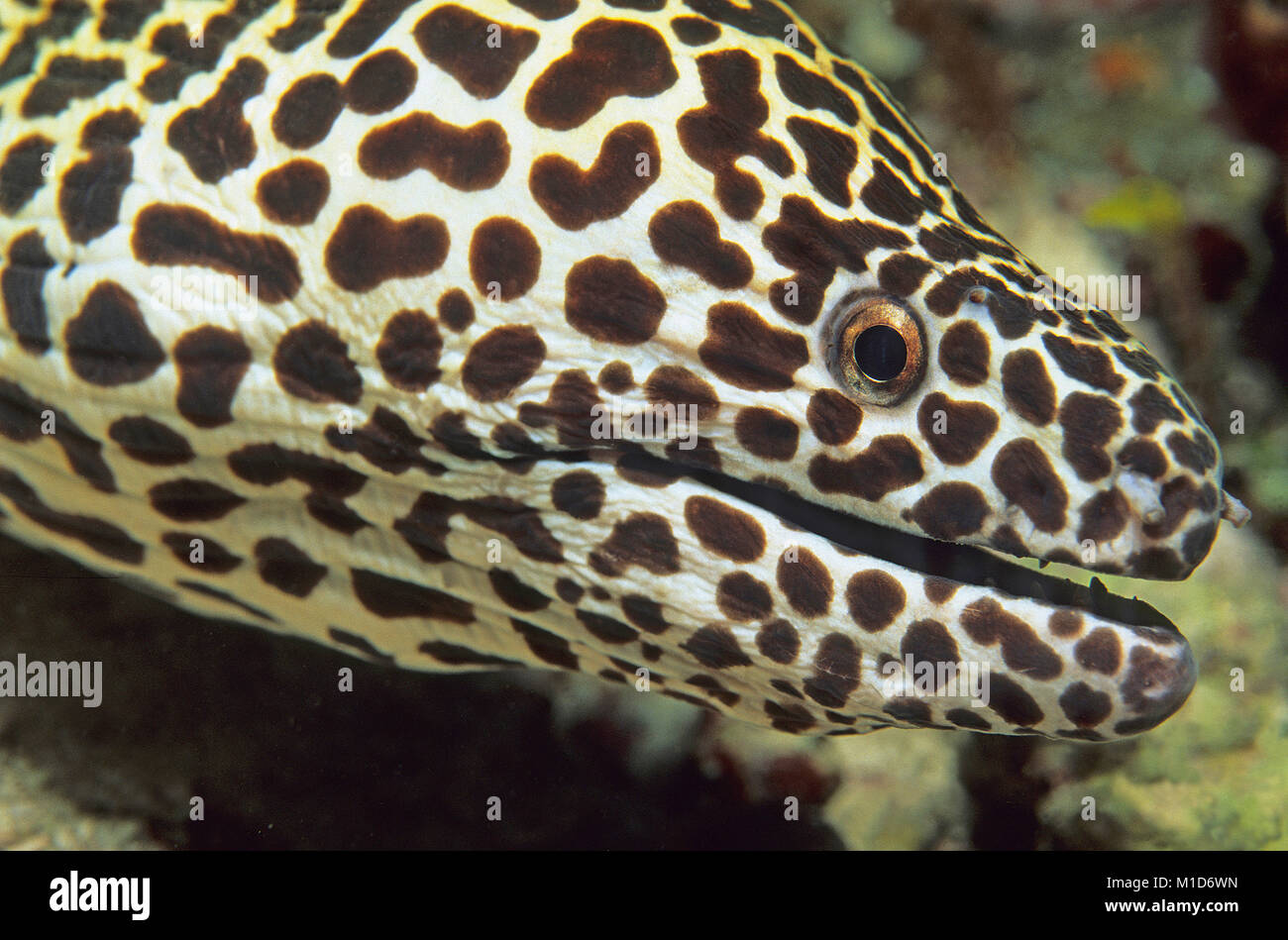 Oneycomb moray (Gymnothorax favagineus), ritratto, isole delle Maldive, Oceano Indiano, Asia Foto Stock