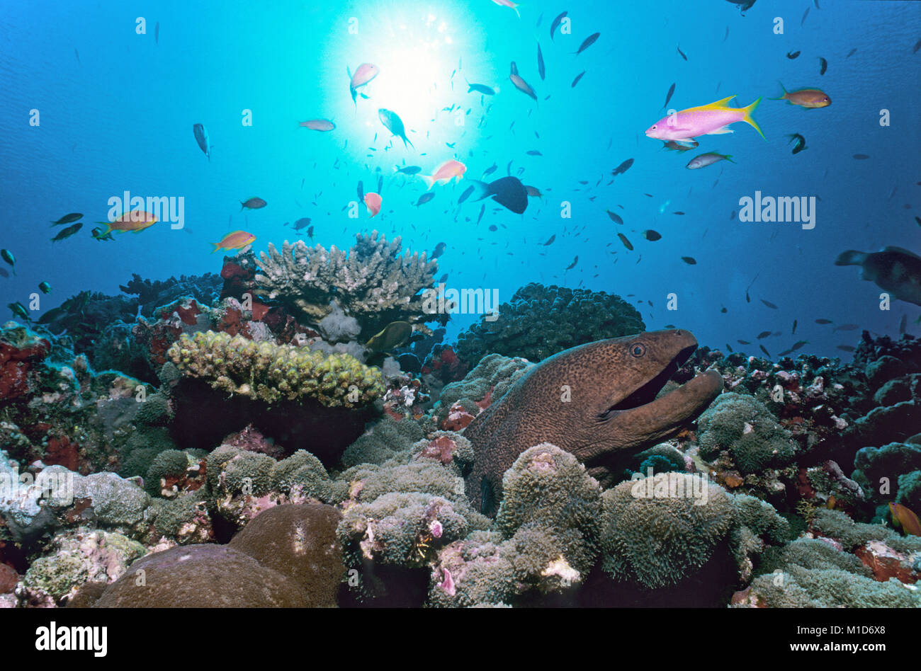 Murena Gigante (Gymnothorax javanicus) in corrispondenza di una barriera corallina, isole delle Maldive, Oceano Indiano, Asia Foto Stock