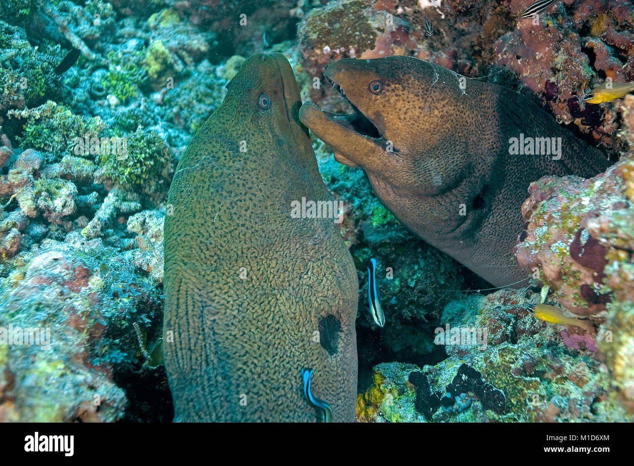 Due murene giganti (Gymnothorax javanicus) vivere insieme e barriera corallina a isole delle Maldive, Oceano Indiano, Asia Foto Stock